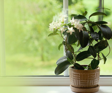 Jasmine - Vastu tips to place jasmine plants in your home