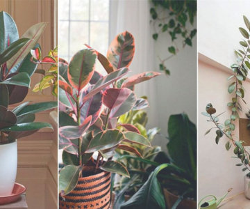 Rubber Plants - Best Indoor Vastu plants for home and office