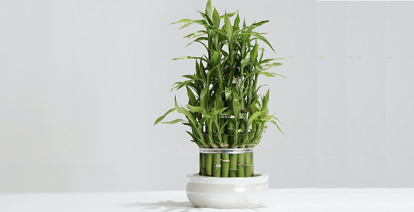 Vastu Tips for Planting a Bamboo plant
