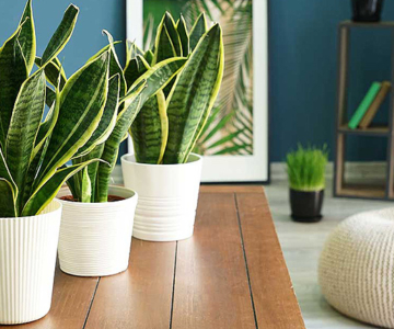 Vastu Tips for Snake Plant - A signal of good wellbeing and inspirational tones