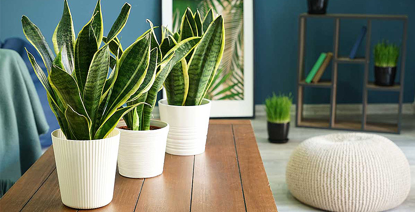 Vastu Tips for Snake Plant - A signal of good wellbeing and inspirational tones