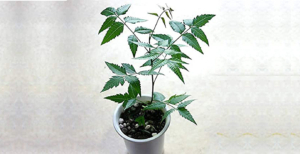 Vastu shastra tips for planting a Neem tree in your home