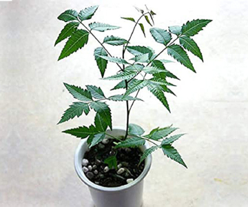 Vastu shastra tips for planting a Neem tree in your home